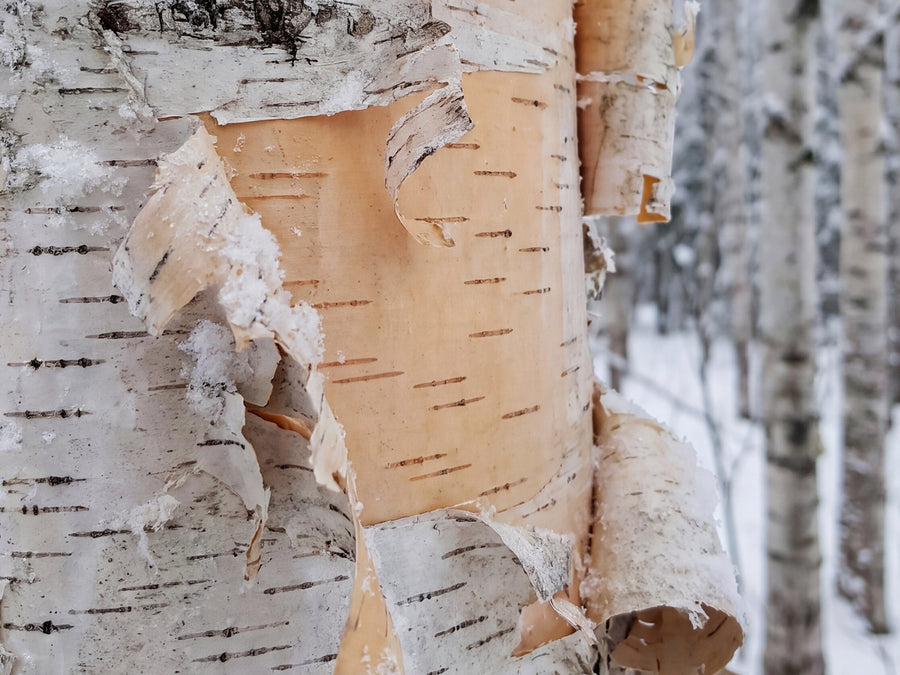 BIRCH BARK