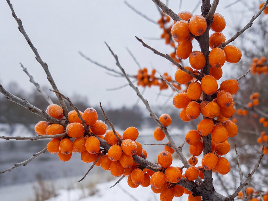 SEA BUCKTHORN